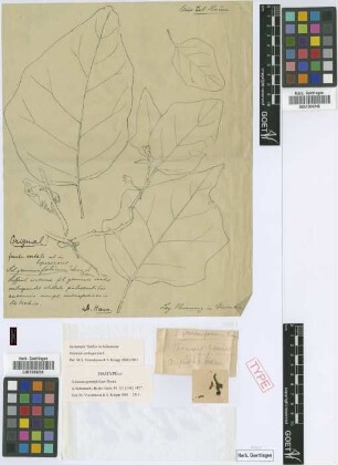 Solanum geminifolium Thonn. [isotype]