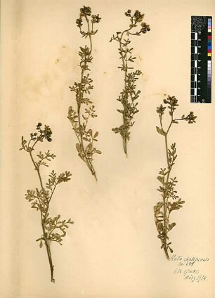 Rutaceae Ruta Chalepensis Boissier, Edmond (1810 - 1885) [Bet-egmal]