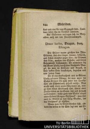 Draco herbae, Dragun, franz. Estragon.