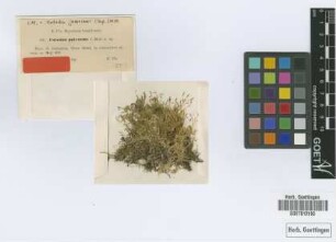 Entodon polysetus Müll.Hal. [type]