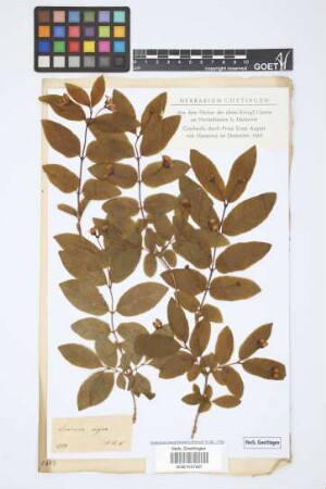 Lonicera nigra L.