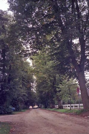 Beekmoorweg: Allee: Bäume: links Einmündung von Weg: rechts Holzzaun
