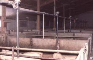 Fotografie: Fütterungstechnik, Mastschwein, Flüssigfütterungsanlage