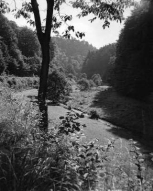 Leinbachtal im Pfälzer Wald, Leinbachtal im Morgenlicht