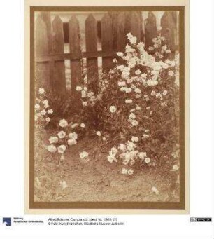 Campanula