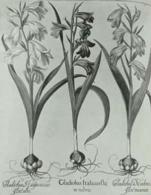 Besler, Basilius und Hieronymus: Gladiolen (Gladiolus ganclavensis) verschiedenfarbige Zuchtformen