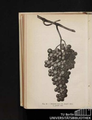 Fig. 40. - Dolcetto nero (ex Ampel. ital.). 1/2 grand. nat.