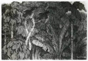 Papageien und Urwald