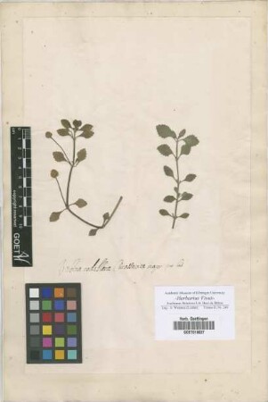 Verbena