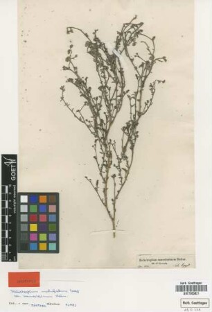 Heliotropium ramosissimum Sieber ex DC. [isotype]