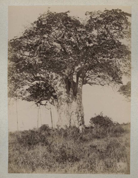 Arbre à singe Boab