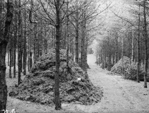 Dübener Heide