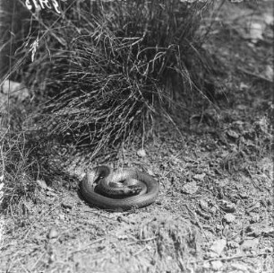 Ringelnatter : Eine ruhende Ringelnatter (natrix natrix Linnaeus).
