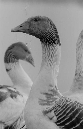Gänse