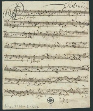 Violone.