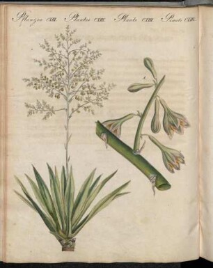 No. 70. Pflanzen CXIII. Seltene Ausländische Pflanzen.