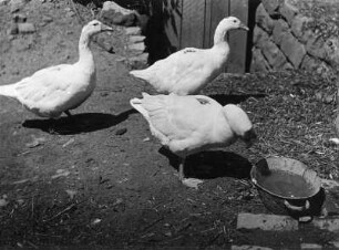 Gänse. Drei Gänse vor einer Wasserschüssel