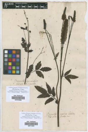 Pimpinella