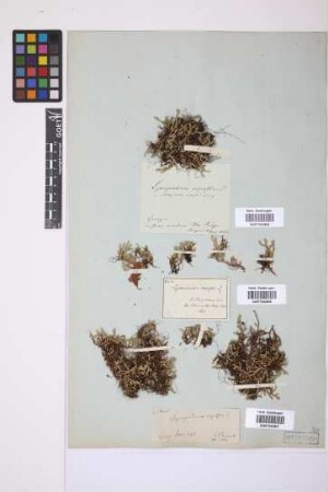 Selaginella rupestris (L.) Spring