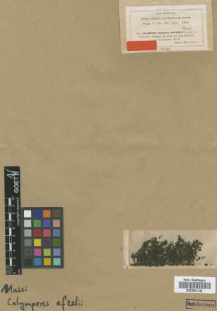 Calymperes javanicum M.Fleisch. [isotype]