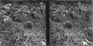 Kurzohrmaus : Kurzohrmaus (Microtus subterraneus Sélys-Longchamps).