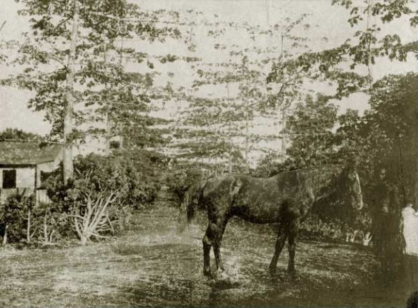 "Pferdejunge aus Nord-Neumecklenburg"