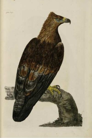 Golden Eagle