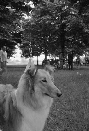 Schönheitswettbewerb des Clubs der britischen Hütehunde, Landesgruppe Baden, in der Sängerhalle Knielingen