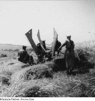 Feld- und Erntearbeiten, Roggenmahd mit McCormick-Schwadmäher, Pferdegepann bei Roggenernte