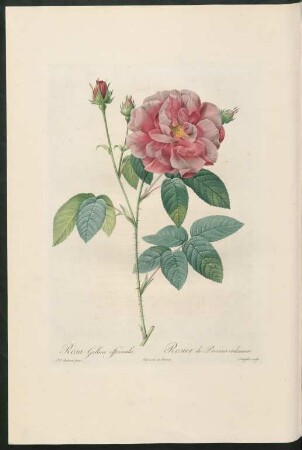 Rosa Gallica officinalis. Rosier de Provins ordinaire. Langlois sculp.