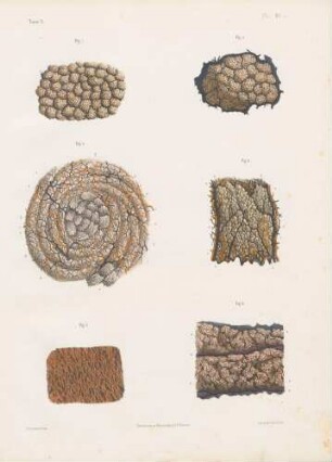 Mikroskopische Studien der Hautpapillen