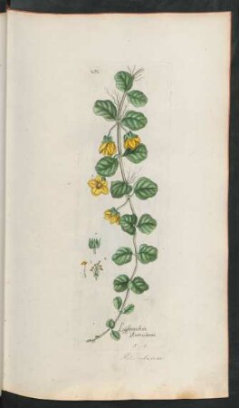 232. Lysimachia nummularia