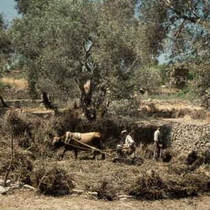 Lesbos, Holzschlitten zum Bohnendreschen. P61