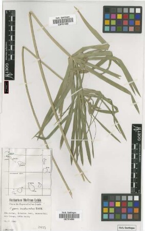 Cyperus involucratus Rottb.