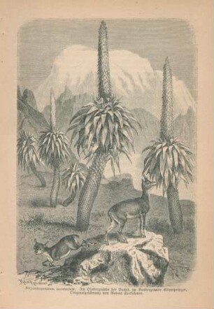 Rhynchopetalum montanum. Im Hintergrunde der Bachit, im Vordergrunde Klippspringer