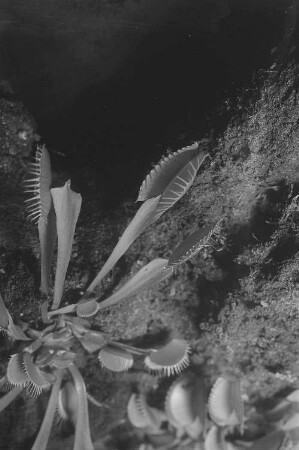 Fleischfressende Pflanzen im Botanischen Garten : Venusfliegenfalle