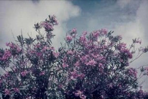 Reisefotos Bermuda. Blühender Oleander