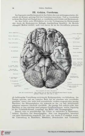 III. Gehirn, Cerebrum