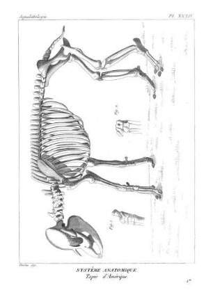Pl. XXXIV. Systême Anatomique. Tapir d'Amérique.