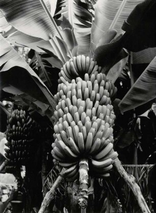 Bananenstaude auf Teneriffa