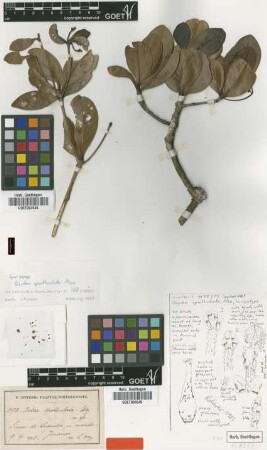 Ocotea spathulata Mez [type]