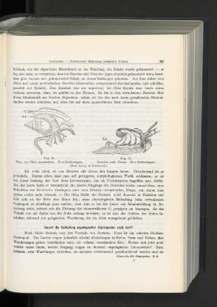 Dauert die Schöpfung eupelagischer Gastropoden noch fort ?