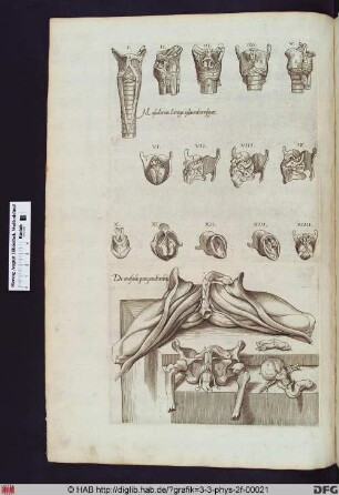 Anatomische Darstellung des männlichen Geschlechtsteils