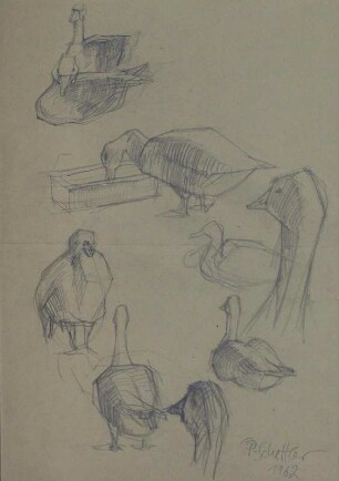 Tierstudien (Gänse 1)