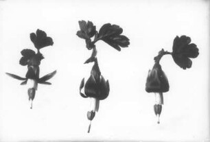 Stachelbeere (Ribes uva-crispa syn. Ribes glossularia), Blütenstengel