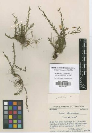Linum alpinum Jacq.