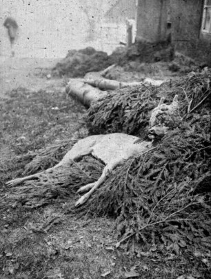 Ein sog. Perückenbock als Jagdbeute