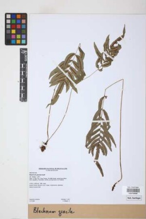 Blechnum gracile Kaulf.
