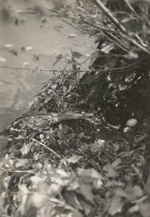 Europa. Stockente (Anas platyrhynchos). Weibchen auf das Nest gehend