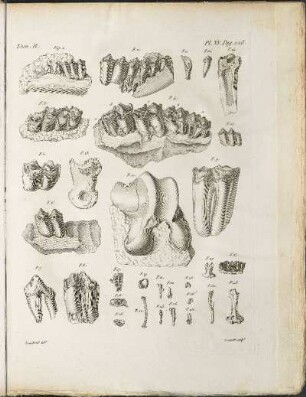 Pl. XV.